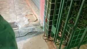 Cobra Jararaca é localizada no centro de Morro do Chapéu – Ba e é capturada por Bombeiros Civis