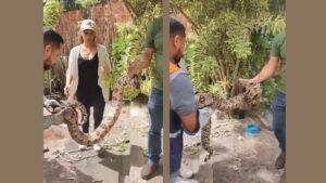 Jibóia é resgatada em residência no bairro Contorno de Morro do Chapéu – BA