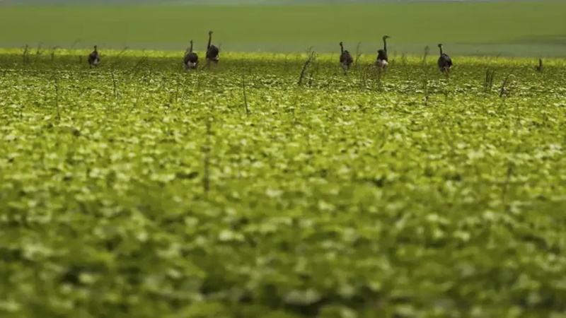CMN passa a exigir fotos com localização comprovada em seguro rural