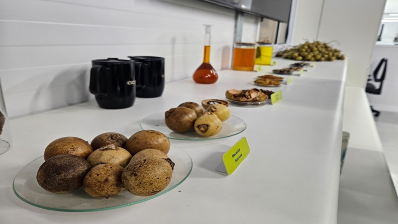 Bahia busca referência em tecnologia para produção de biocombustível a partir da macaúba