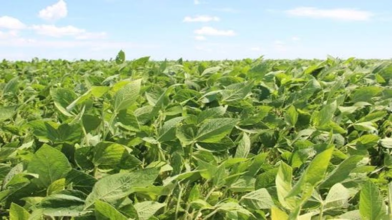 Seagri e Faeb discutem ampliação da irrigação, assistência técnica e crédito rural para fortalecer a agropecuária baiana